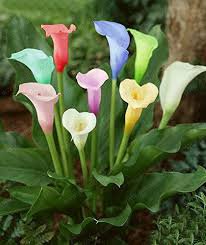 100 Pcs Rainbow Calla Lily Plants Flower Plant Plants Seed