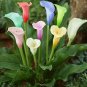100 Pcs Rainbow Calla Lily Plants Flower Plant Plants Seed