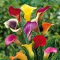100 Pcs Rainbow Calla Lily Plants Flower Plant Plants Seed