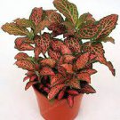 100 Pcs Fittonia Verschaffeltii Bonsai Mini Easy Planting Balcony Fun