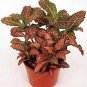 100 Pcs Fittonia Verschaffeltii Bonsai Mini Easy Planting Balcony Fun