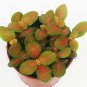 100 Pcs Fittonia Verschaffeltii Bonsai Mini Easy Planting Balcony Fun