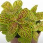 100 Pcs Fittonia Verschaffeltii Bonsai Mini Easy Planting Balcony Fun
