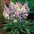 100 Pcs Spanish Bluebells Mixture Wood Hyacinth Mix Color Wood Hyacinths Flower Bonsai Garden Plants