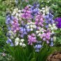 100 Pcs Spanish Bluebells Mixture Wood Hyacinth Mix Color Wood Hyacinths Flower Bonsai Garden Plants