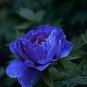 10 Pcs Chinese Rare and Precious Species of Blue Peony Flower Bonsai