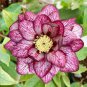100 Pcs Unique Mixed Colors Japanese Bonsai Potted