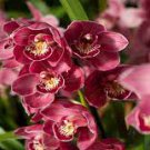 100 Pcs Rare Cymbidium Orchid Plant African Cymbidiums Flores