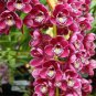 100 Pcs Rare Cymbidium Orchid Plant African Cymbidiums Flores