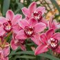 100 Pcs Rare Cymbidium Orchid Plant African Cymbidiums Flores