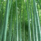20 Pcs Chinese Mini Moso Bamboo Phyllostachys heterocycla Pubescens-Giant 20 Pcs Chinese Mini Moso Bamboo Phyllostachys heterocycla Pubescens-Giant