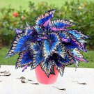 200 Pcs Begonia Flower Seed Flowers Potted BSeed Garden Courtyard Balcony Coleus