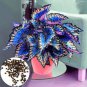 200 Pcs Begonia Flower Seed Flowers Potted BSeed Garden Courtyard Balcony Coleus