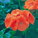 10 Pcs New Geranium Maverick Orange Perennial Flower 10 Pcs New Geranium Maverick Orange Perennial Flower