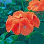 10 Pcs New Geranium Maverick Orange Perennial Flower