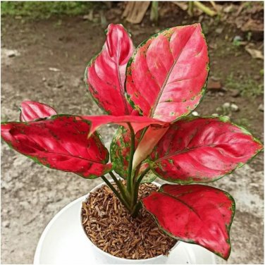 100 Pcs Beautiful Aglaonema 'Pink Dud' Mosaic Plants Flower Rare Living Rooms Bonsai