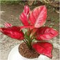 100 Pcs Beautiful Aglaonema 'Pink Dud' Mosaic Plants Flower Rare Living Rooms Bonsai