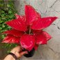 100 Pcs Beautiful Aglaonema 'Pink Dud' Mosaic Plants Flower Rare Living Rooms Bonsai