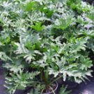 100 Pcs Philodendron Bonsai, Vine Leaf