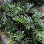 100 Pcs Philodendron Bonsai, Vine Leaf