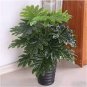 100 Pcs Philodendron Bonsai, Vine Leaf
