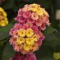 50 Pcs Imported Lantana Camara Plant Five Colors Hydrangea Flower Perennial Bonsai Ornamental