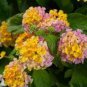 50 Pcs Imported Lantana Camara Plant Five Colors Hydrangea Flower Perennial Bonsai Ornamental