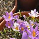 20 Pcs Rare Saffron Plants Beautiful Rainbow Saffron Garden Flowers