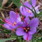 20 Pcs Rare Saffron Plants Beautiful Rainbow Saffron Garden Flowers