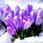 20 Pcs Rare Saffron Plants Beautiful Rainbow Saffron Garden Flowers