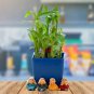 30 Pcs New Fresh Indoor Bamboo Bonsai, House Good Luck Bamboo Pot