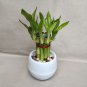 30 Pcs New Fresh Indoor Bamboo Bonsai, House Good Luck Bamboo Pot