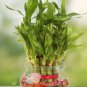30 Pcs New Fresh Indoor Bamboo Bonsai, House Good Luck Bamboo Pot