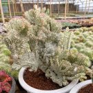 100 Pcs Euphorbia Lactea Seed