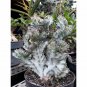 100 Pcs Euphorbia Lactea Seed