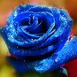 100 Pcs Blue Rose Fragrant Gardens Flowering Plants Strong
