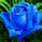 100 Pcs Blue Rose Fragrant Gardens Flowering Plants Strong