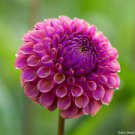30 Pcs Mix Color Dahlia Flower Bonsai Flower Bonsai Plant 30 Pcs Mix Color Dahlia Flower Bonsai Flower Bonsai Plant