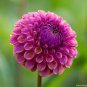 30 Pcs Mix Color Dahlia Flower Bonsai Flower Bonsai Plant