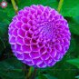 30 Pcs Mix Color Dahlia Flower Bonsai Flower Bonsai Plant