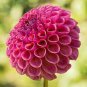30 Pcs Mix Color Dahlia Flower Bonsai Flower Bonsai Plant