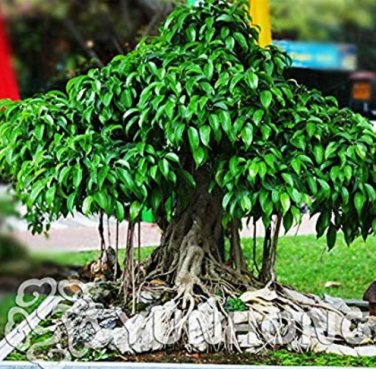 10 Pcs Imported Bodhi Tree Religiosa Potted Garden Moraceae Perennial