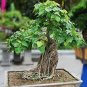 10 Pcs Imported Bodhi Tree Religiosa Potted Garden Moraceae Perennial