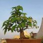 10 Pcs Imported Bodhi Tree Religiosa Potted Garden Moraceae Perennial