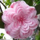 50 Pcs Golden Yellow Rare Camellia Nitidissima Bonsai