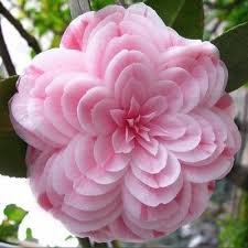 50 Pcs Golden Yellow Rare Camellia Nitidissima Bonsai