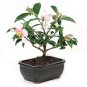 50 Pcs Golden Yellow Rare Camellia Nitidissima Bonsai