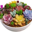 100 Pcs Mix Lithops Bonsai Living Stones Succulent Cactus Organic Garden