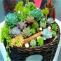 100 Pcs Mix Lithops Bonsai Living Stones Succulent Cactus Organic Garden