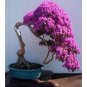 50 Pcs Bonsai Lilac Plant Japanese Lilac (Extremely Fragrant) Clove Flower Bonsai Lilac Trees